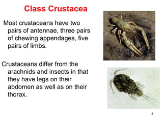 4
Class Crustacea
Most crustaceans have two
pairs of antennae, three pairs
of chewing appendages, five
pairs of limbs.
Crustaceans differ from the
arachnids and insects in that
they have legs on their
abdomen as well as on their
thorax.
 