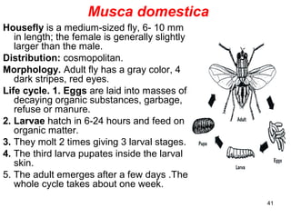 41
Musca domestica
Housefly is a medium-sized fly, 6- 10 mm
in length; the female is generally slightly
larger than the male.
Distribution: cosmopolitan.
Morphology. Adult fly has a gray color, 4
dark stripes, red eyes.
Life cycle. 1. Eggs are laid into masses of
decaying organic substances, garbage,
refuse or manure.
2. Larvae hatch in 6-24 hours and feed on
organic matter.
3. They molt 2 times giving 3 larval stages.
4. The third larva pupates inside the larval
skin.
5. The adult emerges after a few days .The
whole cycle takes about one week.
 