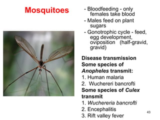 43
Mosquitoes - Bloodfeeding - only
females take blood
- Males feed on plant
sugars
- Gonotrophic cycle - feed,
egg development,
oviposition (half-gravid,
gravid)
Disease transmission
Some species of
Anopheles transmit:
1. Human malaria
2. Wuchereri bancrofti
Some species of Culex
transmit
1. Wuchereria bancrofti
2. Encephalitis
3. Rift valley fever
 