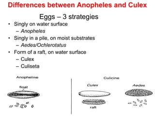 45
Eggs – 3 strategies
• Singly on water surface
– Anopheles
• Singly in a pile, on moist substrates
– Aedes/Ochlerotatus
• Form of a raft, on water surface
– Culex
– Culiseta
Differences between Anopheles and Culex
 