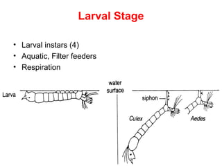 46
Larval Stage
• Larval instars (4)
• Aquatic, Filter feeders
• Respiration
Anopheles
 