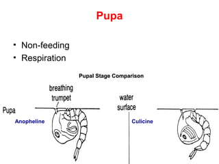 47
Pupa
• Non-feeding
• Respiration
Anopheline Culicine
Pupal Stage ComparisonPupal Stage Comparison
 