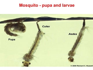 48
Mosquito - pupa and larvae
 