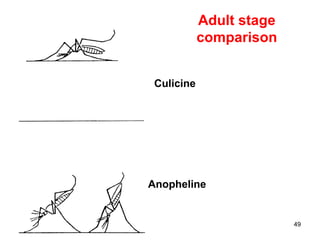 49
Anopheline
Culicine
Adult stage
comparison
 