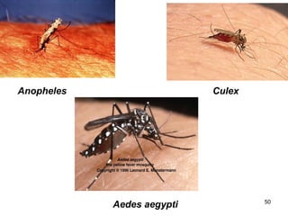 50
Aedes aegypti
Anopheles Culex
 