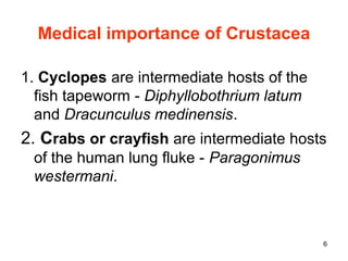 6
Medical importance of Crustacea
1. Cyclopes are intermediate hosts of the
fish tapeworm - Diphyllobothrium latum
and Dracunculus medinensis.
2. Crabs or crayfish are intermediate hosts
of the human lung fluke - Paragonimus
westermani.
 