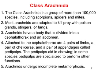 7
Class Arachnida
1. The Class Arachnida is a group of more than 100,000
species, including scorpions, spiders and mites.
2. Most arachnids are adapted to kill prey with poison
glands, stingers, or fangs.
3. Arachnids have a body that is divided into a
cephalothorax and an abdomen.
4. Attached to the cephalothorax are 4 pairs of limbs, a
pair of chelicerae, and a pair of appendages called
pedipalps. The pedipalps aid in chewing; in some
species pedipalps are specialized to perform other
functions.
5. Arachnids undergo incomplete metamorphosis.
 