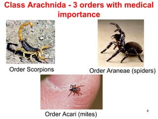 8
Class Arachnida - 3 orders with medical
importance
Order Scorpions Order Araneae (spiders)
Order Acari (mites)
 