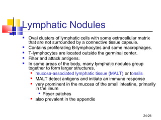 24-26
Lymphatic Nodules
 Oval clusters of lymphatic cells with some extracellular matrix
that are not surrounded by a connective tissue capsule.
 Contains proliferating B-lymphocytes and some macrophages.
 T-lymphocytes are located outside the germinal center.
 Filter and attack antigens.
 In some areas of the body, many lymphatic nodules group
together to form larger structures.
 mucosa-associated lymphatic tissue (MALT) or tonsils
 MALT detect antigens and initiate an immune response
 very prominent in the mucosa of the small intestine, primarily
in the ileum

Peyer patches
 also prevalent in the appendix
 