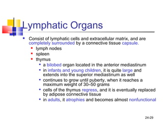 24-29
Lymphatic Organs
 Consist of lymphatic cells and extracellular matrix, and are
completely surrounded by a connective tissue capsule.
 lymph nodes
 spleen
 thymus

a bilobed organ located in the anterior mediastinum

in infants and young children, it is quite large and
extends into the superior mediastinum as well

continues to grow until puberty, when it reaches a
maximum weight of 30–50 grams

cells of the thymus regress, and it is eventually replaced
by adipose connective tissue

in adults, it atrophies and becomes almost nonfunctional
 