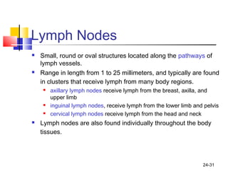 24-31
Lymph Nodes
 Small, round or oval structures located along the pathways of
lymph vessels.
 Range in length from 1 to 25 millimeters, and typically are found
in clusters that receive lymph from many body regions.
 axillary lymph nodes receive lymph from the breast, axilla, and
upper limb
 inguinal lymph nodes, receive lymph from the lower limb and pelvis
 cervical lymph nodes receive lymph from the head and neck
 Lymph nodes are also found individually throughout the body
tissues.
 