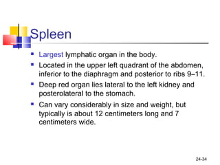 24-34
Spleen
 Largest lymphatic organ in the body.
 Located in the upper left quadrant of the abdomen,
inferior to the diaphragm and posterior to ribs 9–11.
 Deep red organ lies lateral to the left kidney and
posterolateral to the stomach.
 Can vary considerably in size and weight, but
typically is about 12 centimeters long and 7
centimeters wide.
 