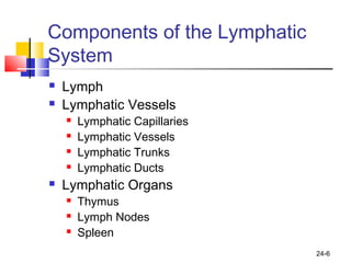 24-6
Components of the Lymphatic
System
 Lymph
 Lymphatic Vessels
 Lymphatic Capillaries
 Lymphatic Vessels
 Lymphatic Trunks
 Lymphatic Ducts
 Lymphatic Organs
 Thymus
 Lymph Nodes
 Spleen
 