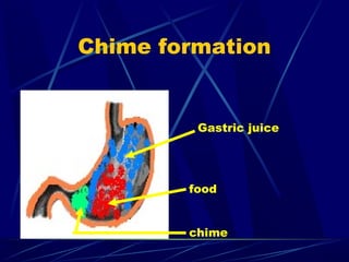 Physiology of digestion in Stomach | PPT