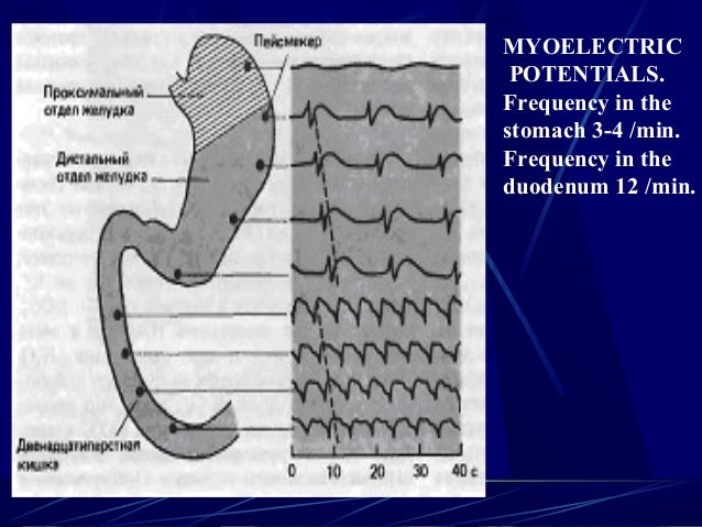 Physiology of digestion in Stomach