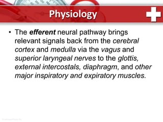 Physiology
ProPowerPoint.Ru
• The efferent neural pathway brings
relevant signals back from the cerebral
cortex and medulla via the vagus and
superior laryngeal nerves to the glottis,
external intercostals, diaphragm, and other
major inspiratory and expiratory muscles.
 