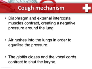 Cough mechanism
ProPowerPoint.Ru
• Diaphragm and external intercostal
muscles contract, creating a negative
pressure around the lung.
• Air rushes into the lungs in order to
equalise the pressure.
• The glottis closes and the vocal cords
contract to shut the larynx.
 