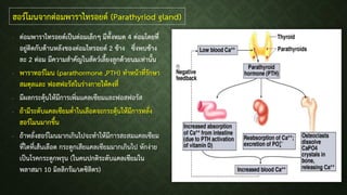 - ต่อมพาราไทรอยด์เป็นต่อมเล็กๆ มีทั้งหมด 4 ต่อมโดยที่
อยู่ติดกับด้านหลังของต่อมไทรอยด์ 2 ข้าง ซึ่งพบข้าง
ละ 2 ต่อม มีความสาคัญในสัตว์เลี้ยงลูกด้วยนมเท่านั้น
- พาราทอร์โมน (parathormone ,PTH) ทาหน้าที่รักษา
สมดุลและ ฟอสฟอรัสในร่างกายให้คงที่
- มีผลกระตุ้นให้มีการเพิ่มแคลเซียมและฟอสฟอรัส
- ถ้ามีระดับแคลเซียมต่าในเลือดจะกระตุ้นให้มีการหลั่ง
ฮอร์โมนมากขึ้น
- ถ้าหลั่งฮอร์โมนมากเกินไปจะทาให้มีการสะสมแคลเซียม
ที่ไตที่เส้นเลือด กระดูกเสียแคลเซียมมากเกินไป หักง่าย
เป็นโรคกระดูกพรุน (ในคนปกติระดับแคลเซียมใน
พลาสมา 10 มิลลิกรัม/เดซิลิตร)
ฮอร์โมนจากต่อมพาราไทรอยด์ (Parathyriod gland)
 