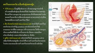 • รังไข่ (Ovary) ตั้งอยู่ที่อุ้งเชิงกราน 2 ข้างของมดลูก ทาหน้าที่
สร้างเซลล์สืบพันธุ์และเป็นต่อมไร้ท่อ โดยผลิตฮอร์โมนเพศหญิง
คือ ฮอร์โมน estrogen และ progesterone ซึ่งเป็นสเตรอยด์ ระดับ
ของฮอร์โมนจะมีการเปลี่ยนแปลงตลอดเวลาของรอบประจาเดือน
โดยเซลล์ที่สามารถสร้างฮอร์โมน ได้แก่
1. ทีคา อินเทอร์นาเซลล์ (theca interna cell) ทาหน้าที่สร้างฮอร์โมน
แอนโดรเจน ผ่านเข้าสู่ granulosa cell หลังจากนั้นเอนไซม์
aromatase จะเปลี่ยน androgen หรือ testosterone ไปเป็น estrogen
เข้ากระแสเลือดไปที่อวัยวะเป้าหมาย เช่น ที่สมอง หลอดเลือด
อวัยวะสืบพันธุ์ ระบบการขับถ่ายปัสสาวะ เป็นต้น
2. ลูเทียว เซลล์ (luteal cell) หลังจากตกไข่แล้ว granulosa cell จะ
เปลี่ยนไปเป็นเซลล์ลูเทียว ทาหน้าที่ในการสร้างฮอร์โมนโพรเจสเทอ
โรนจานวนมากและมีการสร้างฮอร์โมนเอสโทรเจนบ้างเล็กน้อย
ฮอร์โมนจากอวัยวะสืบพันธุ์เพศหญิง
 