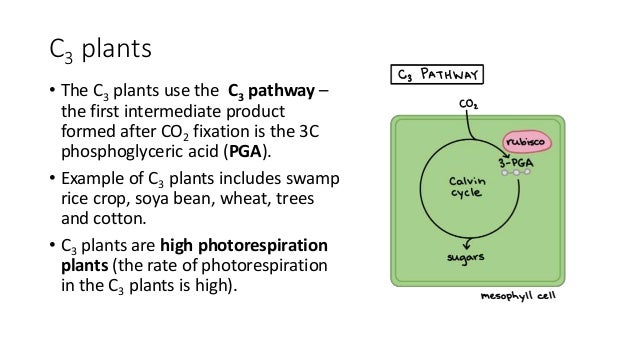 Autotrophic Nutrition Examples - Propranolols