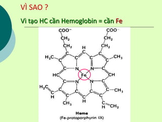 VÌ SAO ?
Vì tạo HC cần Hemoglobin = cần Fe
 