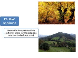 Paisaxe
oceánica
Vexetación: bosque caducifolio
(carballos, faias e castiñeiros) prados
naturais e landas (toxo, xesta).
 