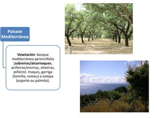 Paisaxe
Mediterránea
Vexetación: bosque
mediterráneo perennifolio
(sobreiras/alcornoques,
aciñeiras/encinas, oliveiras,
piñeiro) maquis, garriga
(tomiño, romeu) e estepa
(esparto ou palmito).
 