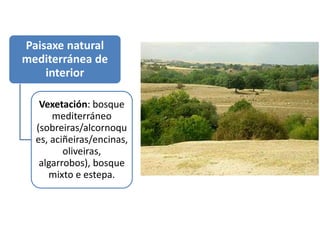 Paisaxe natural
mediterránea de
interior
Vexetación: bosque
mediterráneo
(sobreiras/alcornoqu
es, aciñeiras/encinas,
oliveiras,
algarrobos), bosque
mixto e estepa.
 