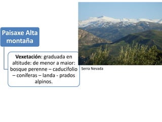 Paisaxe Alta
montaña
Vexetación: graduada en
altitude: de menor a maior:
bosque perenne – caducifolio
– coníferas – landa - prados
alpinos.
Serra Nevada
 