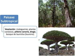 Paisaxe
Subtropical
Vexetación: matogueiras, plantas
cactáceas, piñeiro canario, drago,
bosque de laurisilva (loureiro).
 