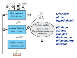 Overview
of the
hypothalamic
-
pituitary-
adrenal
axis and
the immune
inflammatory
network
 