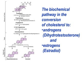 The biochemical
pathway in the
conversion
of cholesterol to:
•androgens
(Dihydrotestosterone)
and
•estrogens
(Estradiol)
 