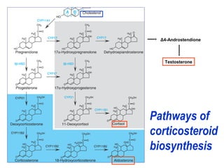 Pathways of
corticosteroid
biosynthesis
Δ4-Androstendione
Testosterone
 