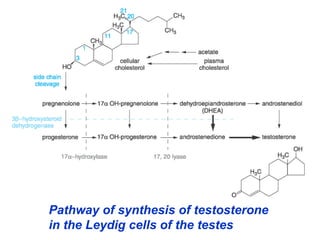 Pathway of synthesis of testosterone
in the Leydig cells of the testes
 