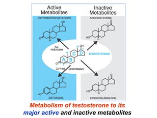 Metabolism of testosterone to its
major active and inactive metabolites
 