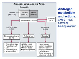 Androgen
metabolism
and actions.
SHBG – sex
hormone-
binding globulin
 