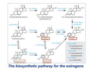 The biosynthetic pathway for the estrogens
 