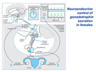Neuroendocrine
control of
gonadotrophin
secretion
in females
 