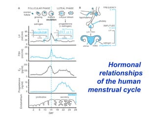 Hormonal
relationships
of the human
menstrual cycle
 