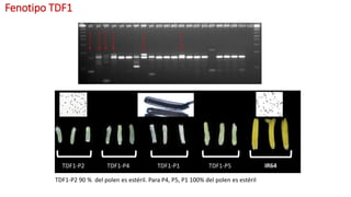 Aplicación de la edición de genomas en los cultivos del CIAT