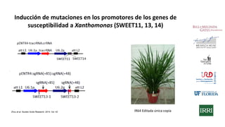 Aplicación de la edición de genomas en los cultivos del CIAT
