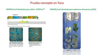 Aplicación de la edición de genomas en los cultivos del CIAT