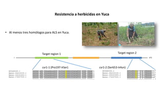 Aplicación de la edición de genomas en los cultivos del CIAT