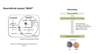 Aplicación de la edición de genomas en los cultivos del CIAT