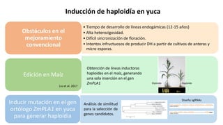 Aplicación de la edición de genomas en los cultivos del CIAT