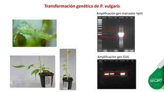 Aplicación de la edición de genomas en los cultivos del CIAT