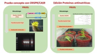 Aplicación de la edición de genomas en los cultivos del CIAT