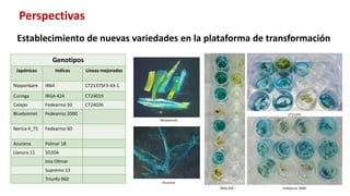 Aplicación de la edición de genomas en los cultivos del CIAT