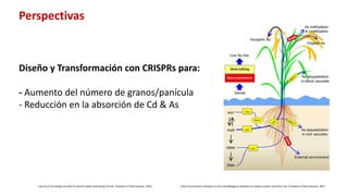 Aplicación de la edición de genomas en los cultivos del CIAT