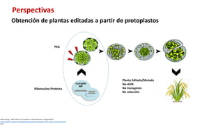 Aplicación de la edición de genomas en los cultivos del CIAT